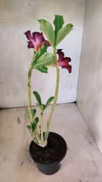 Planta Simples 3417 – 35cm – 03 anos - Imagem 6