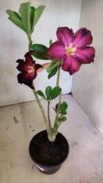 Planta Simples 3417 – 35cm – 03 anos - Imagem 5