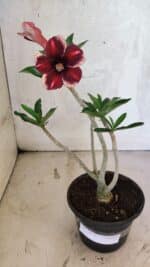 Planta Simples 3418 – 30cm – 02 anos - Imagem 2