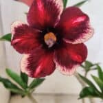 Planta Simples 3418 – 30cm – 02 anos