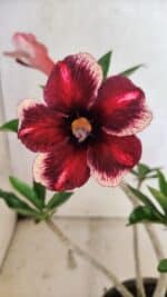 Planta Simples 3418 – 30cm – 02 anos