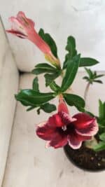 Planta Simples 3418 – 30cm – 02 anos - Imagem 4