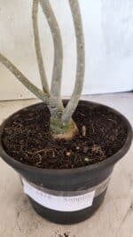 Planta Simples 3418 – 30cm – 02 anos - Imagem 7