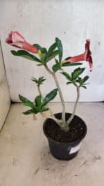 Planta Simples 3418 – 30cm – 02 anos - Imagem 5