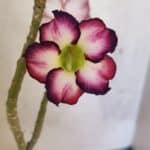 Planta Simples 3419 – 35cm – 03 anos