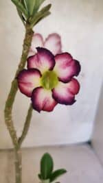 Planta Simples 3419 – 35cm – 03 anos