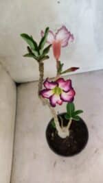 Planta Simples 3419 – 35cm – 03 anos - Imagem 4