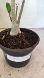 Planta Simples 3419 – 35cm – 03 anos - Imagem 6