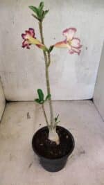 Planta Simples 3419 – 35cm – 03 anos - Imagem 5