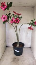 Planta Simples 3420 – 45cm – 03 anos - Imagem 2