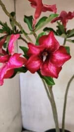 Planta Simples 3420 – 45cm – 03 anos