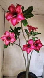 Planta Simples 3420 – 45cm – 03 anos - Imagem 4