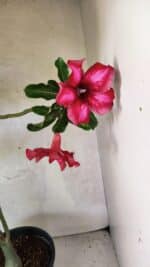 Planta Simples 3420 – 45cm – 03 anos - Imagem 8