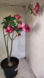 Planta Simples 3420 – 45cm – 03 anos - Imagem 6