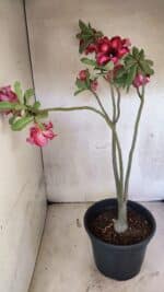 Planta Simples 3420 – 45cm – 03 anos - Imagem 5