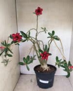 Planta Simples 3421 – 50cm – 04 anos - Imagem 2