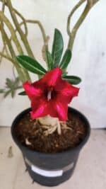 Planta Simples 3421 – 50cm – 04 anos