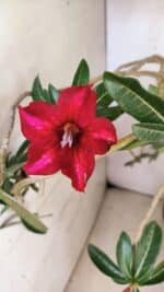 Planta Simples 3421 – 50cm – 04 anos - Imagem 4