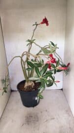 Planta Simples 3421 – 50cm – 04 anos - Imagem 6