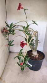 Planta Simples 3421 – 50cm – 04 anos - Imagem 5