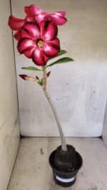 Planta Simples 3422 – 35cm – 03 anos - Imagem 2