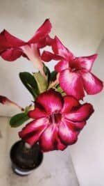 Planta Simples 3422 – 35cm – 03 anos - Imagem 4