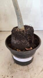 Planta Simples 3422 – 35cm – 03 anos - Imagem 6