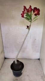 Planta Simples 3422 – 35cm – 03 anos - Imagem 5