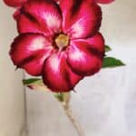 Planta Simples 3422 – 35cm – 03 anos