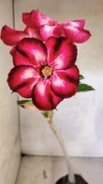 Planta Simples 3422 – 35cm – 03 anos