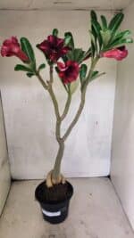 Planta Simples 3423 – 35cm – 03 anos - Imagem 2