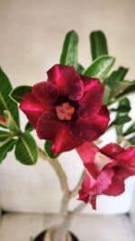 Planta Simples 3423 – 35cm – 03 anos