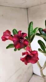 Planta Simples 3423 – 35cm – 03 anos - Imagem 4