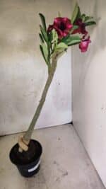 Planta Simples 3423 – 35cm – 03 anos - Imagem 8