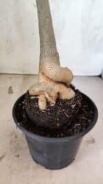 Planta Simples 3423 – 35cm – 03 anos - Imagem 5