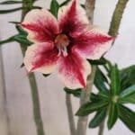 Planta Simples 3424 – 35cm – 03 anos