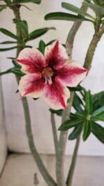 Planta Simples 3424 – 35cm – 03 anos