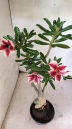 Planta Simples 3424 – 35cm – 03 anos - Imagem 7