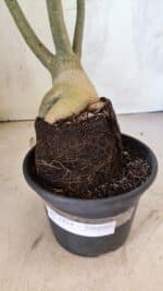 Planta Simples 3424 – 35cm – 03 anos - Imagem 6