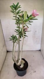 Planta Simples 3424 – 35cm – 03 anos - Imagem 9