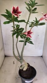 Planta Simples 3424 – 35cm – 03 anos - Imagem 8