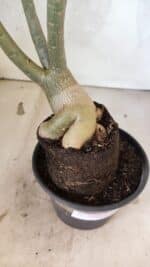 Planta Simples 3424 – 35cm – 03 anos - Imagem 5