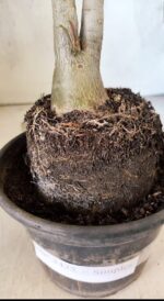 Planta Simples 3425 – 35cm – 03 anos - Imagem 6