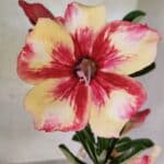 Planta Simples 3425 – 35cm – 03 anos