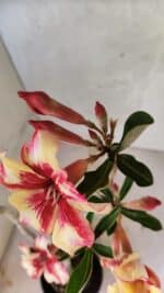 Planta Simples 3425 – 35cm – 03 anos - Imagem 4