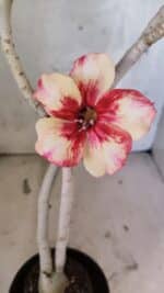 Planta Simples 3425 – 35cm – 03 anos - Imagem 5