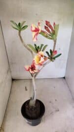 Planta Simples 3425 – 35cm – 03 anos - Imagem 8