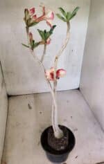 Planta Simples 3425 – 35cm – 03 anos - Imagem 7