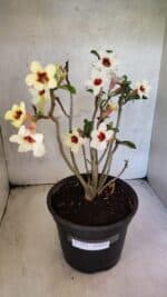 Planta Simples 3426 – 35cm – 03 anos - Imagem 2