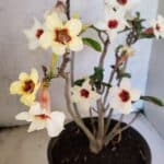 Planta Simples 3426 – 35cm – 03 anos